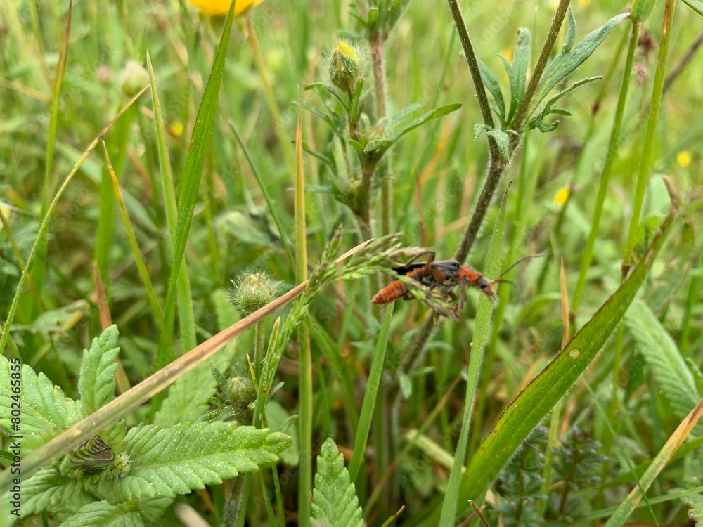 ladybug on green grass ladybug on green grass