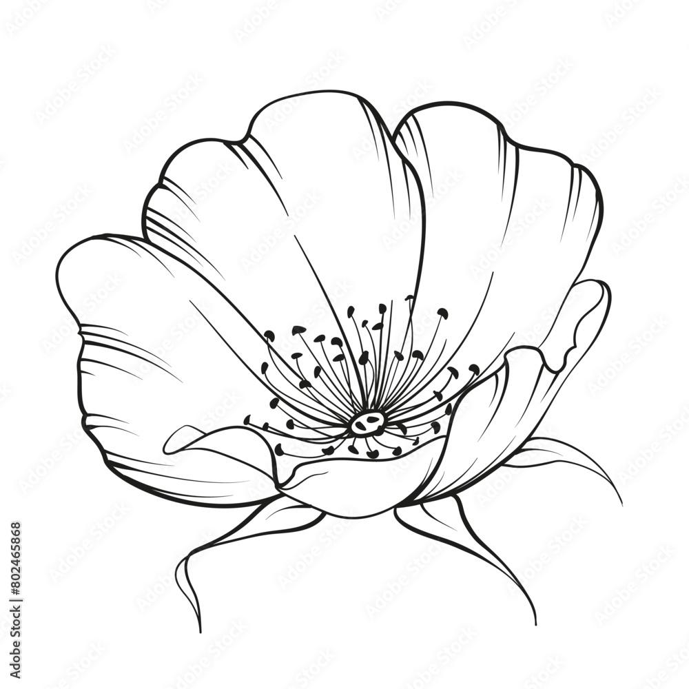 Black outline rosehip on white background. Hybrid tea rose Black outline rosehip on white background. Hybrid tea rose