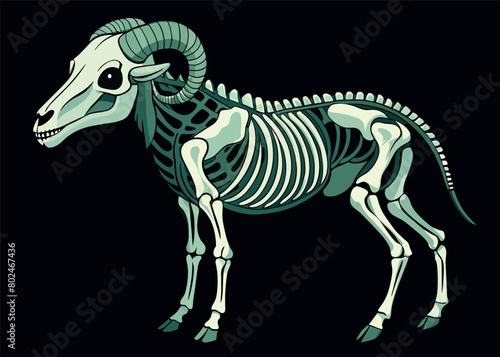 Illustration of a bighorn sheep skeleton