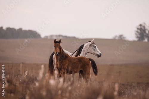 Mare and foal