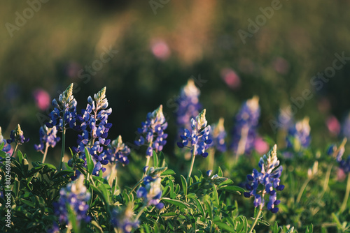 close up of texas blue bonnets