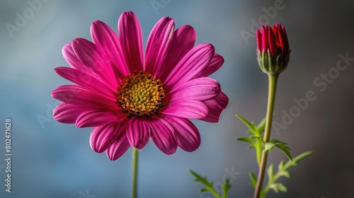   A photo of a close-up pink flower on a green stem  surrounded by a purple flower with a yellow center against a blue backdrop