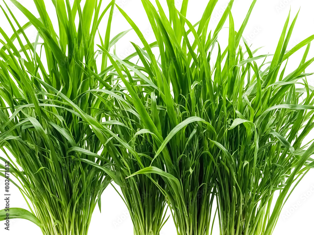 Obraz premium Lush Green Grass Clumps