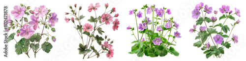 Wild Geranium Plants  Hyperrealistic Highly Detailed Isolated On Transparent Background Png File