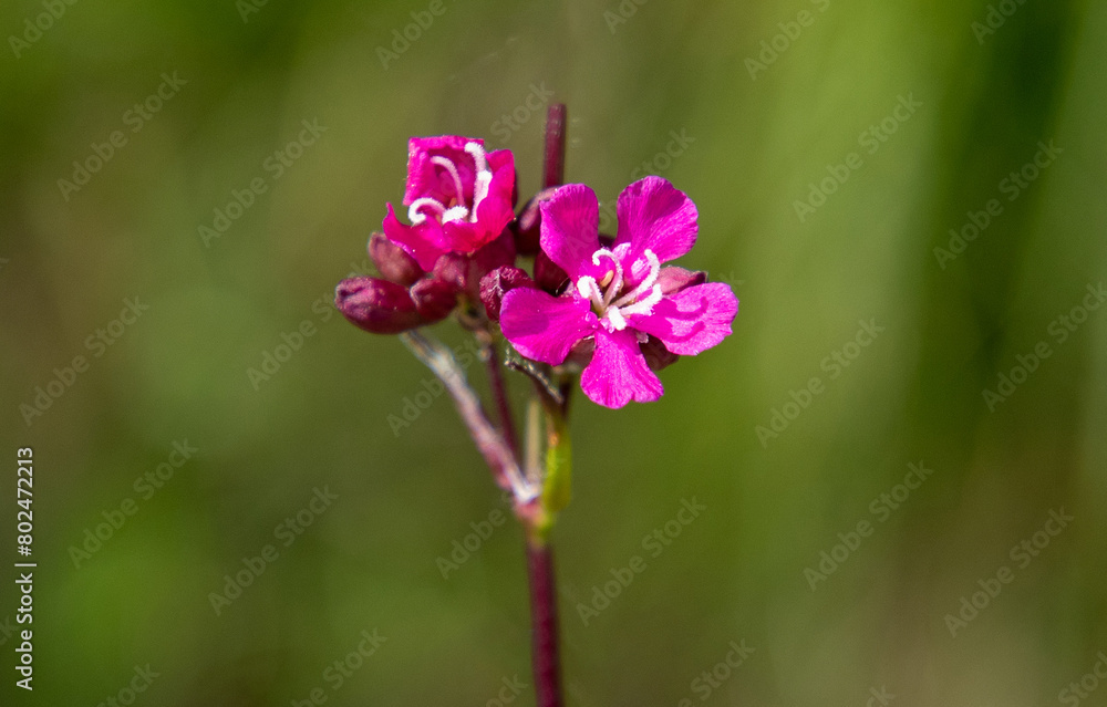 Close-up with a Silene viscaria flower