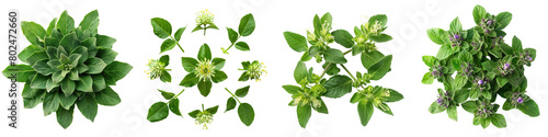 Wild Bergamot Plants Top View  Hyperrealistic Highly Detailed Isolated On Transparent Background Png File