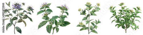 Wild Bergamot Plants Hyperrealistic Highly Detailed Isolated On Transparent Background Png File photo