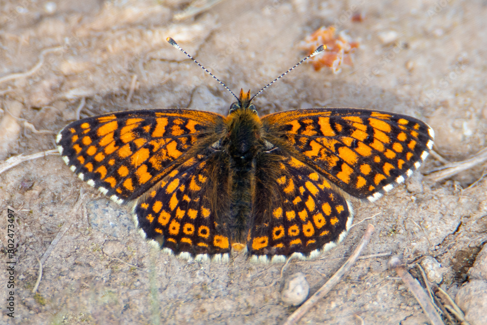 Close-up of a Melitaea athalia butterfly
sitting on the ground with open wings Close-up of a Melitaea athalia butterfly
sitting on the ground with open wings