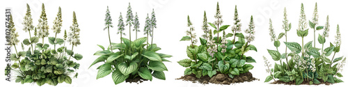 Tiarella (Foamflower) Plants Hyperrealistic Highly Detailed Isolated On Transparent Background Png File