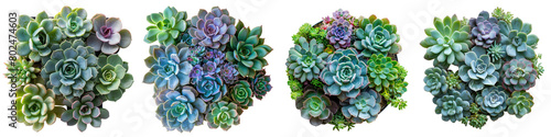 Succulents   Hyperrealistic Highly Detailed Isolated On Transparent Background Png File