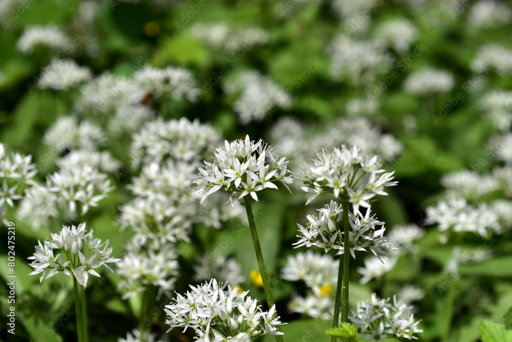 Viele Bärlauchblüten auf einer Frühlingswiese Viele Bärlauchblüten auf einer Frühlingswiese
