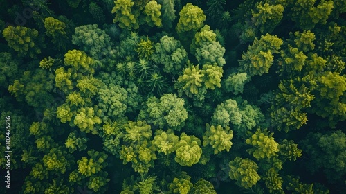 Drone's Eye View - aerial top down tree green background, Caucasus, Russia.