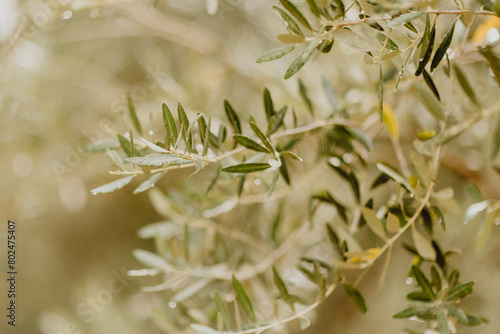 Branches d'olivier et gouttes de pluie