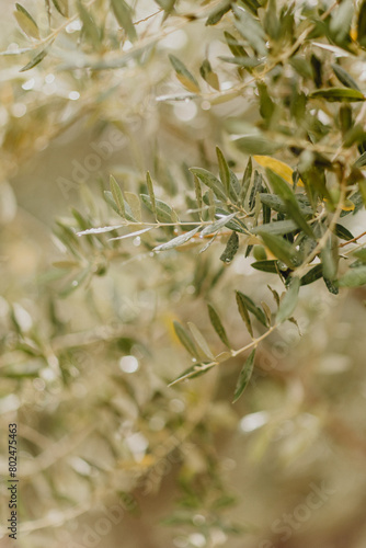 Branches d'olivier et gouttes de pluie