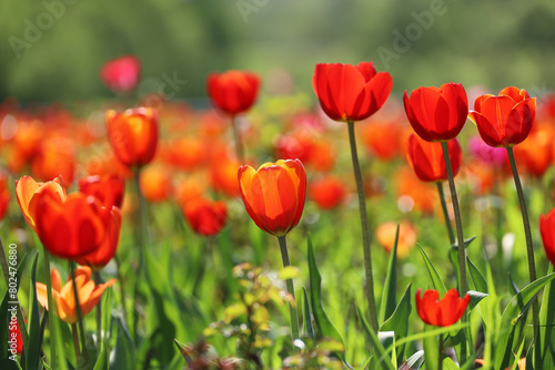 Red tulip flowers  spring background. Field of blooming tulips  selective focus