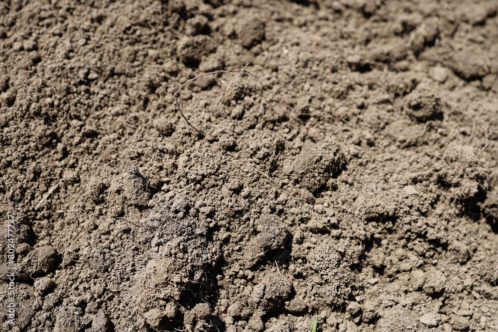 A close-up of fertile arable land, with minuscule twigs breaking through the rich black soil
