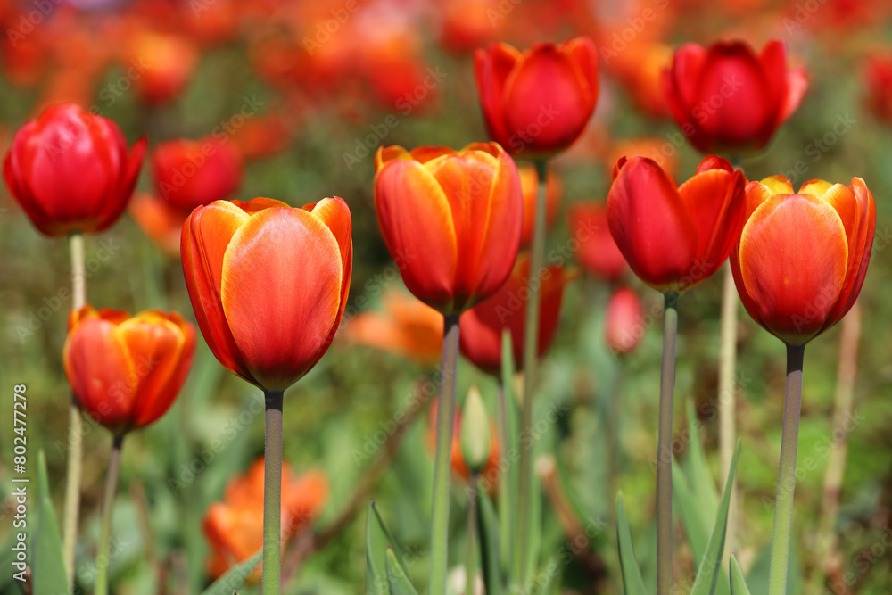 Red tulip flowers, spring background. Field of blooming tulips, selective focus Red tulip flowers, spring background. Field of blooming tulips, selective focus