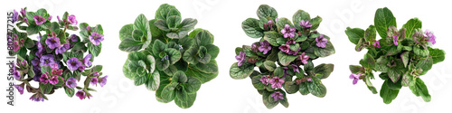 Pulmonaria (Lungwort) Plants Top View  Hyperrealistic Highly Detailed Isolated On Transparent Background Png File photo