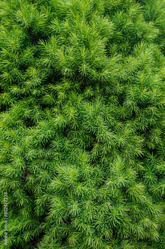 Background, texture of green spruce, coniferous tree ?onica. Photograph of nature in the garden.