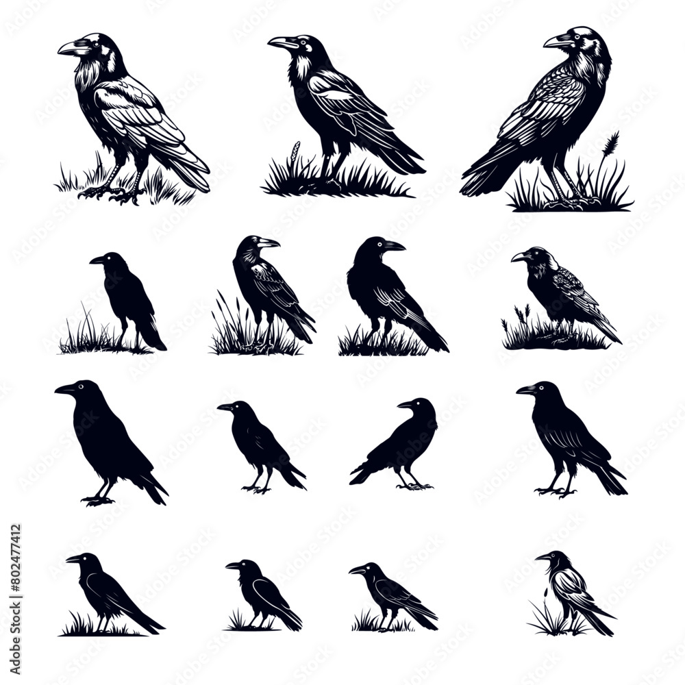 Obraz premium _cute_raven