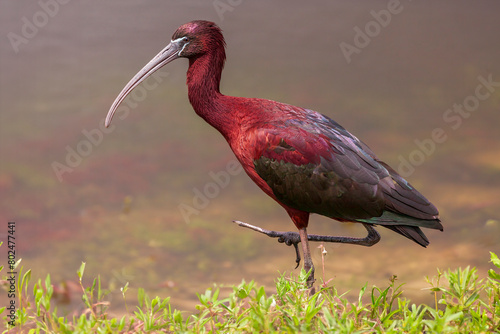 Glossy Ibis in afternoon light standing on one foot by water's edge