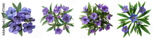 Prairie Spiderwort Plants Top View Hyperrealistic Highly Detailed Isolated On Transparent Background Png File