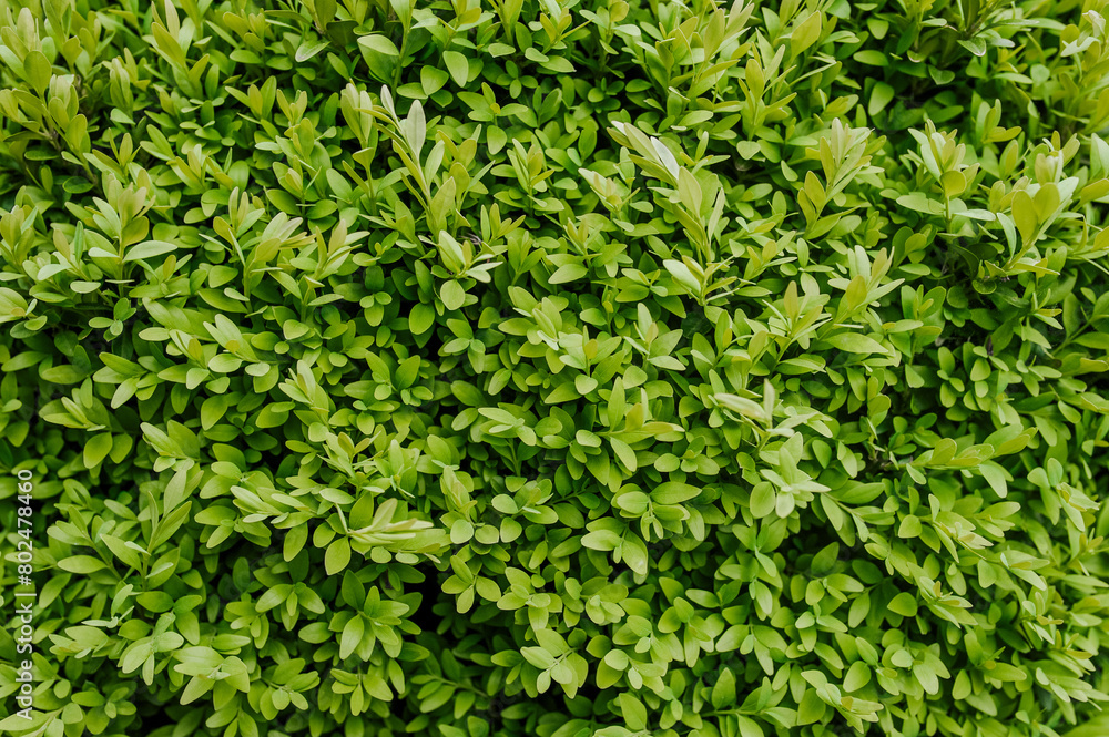 Background of green leaves of boxwood bush, an evergreen plant in the garden. Nature photography. Background of green leaves of boxwood bush, an evergreen plant in the garden. Nature photography.