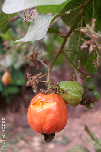 apples on tree