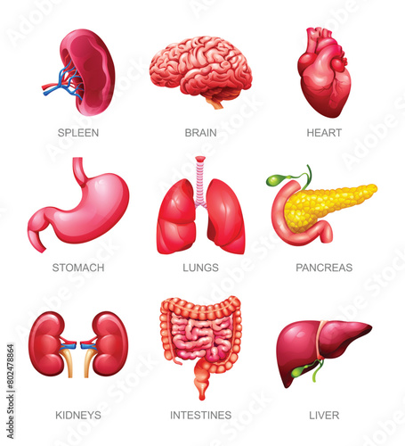 Human internal organs set. Spleen, brain, heart, stomach, lungs, pancreas, kidneys, intestines and liver. Vector illustration © YG Studio