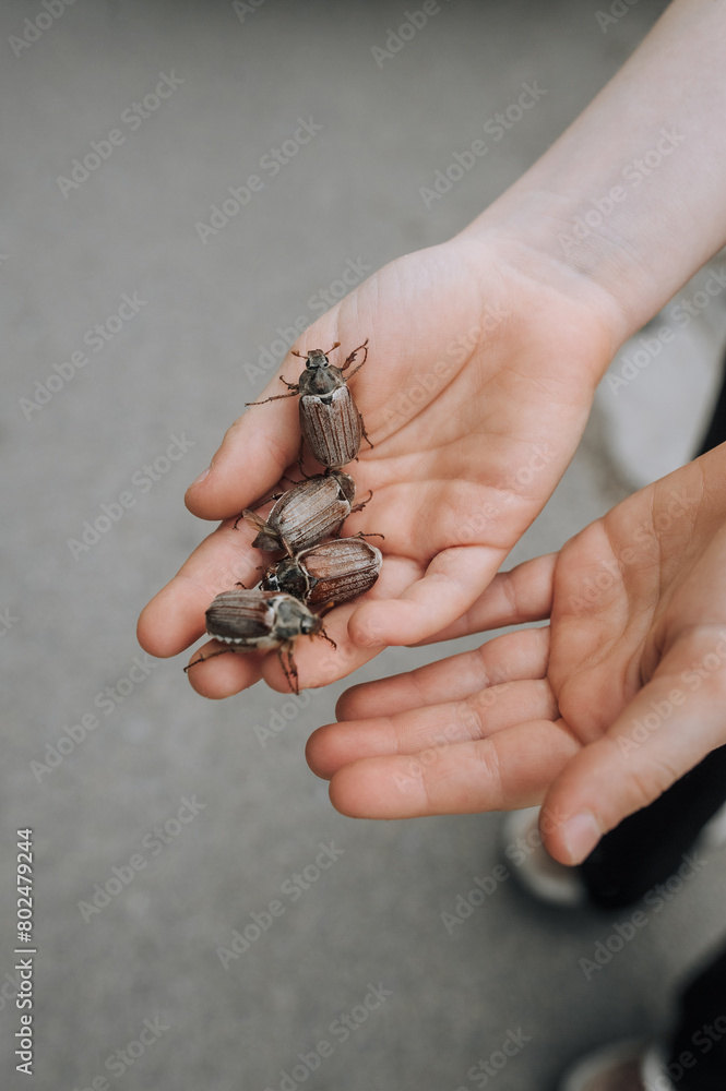A lot of cockchafers, large insects on the hands and palms of a child close-up. Animal photography.