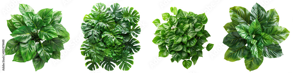 Philodendron Plants Top View  Hyperrealistic Highly Detailed Isolated On Transparent Background Png File