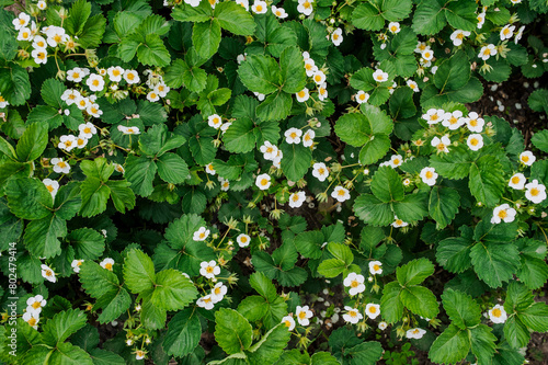 Background, texture of blooming strawberry flowers, green leaves, foliage in the garden in spring. Nature photography, top view.