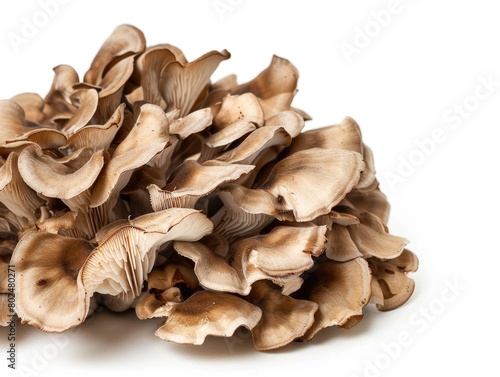 Maitake Mushroom on White Background. Composite of Brown Fungi, an Edible Forest Find