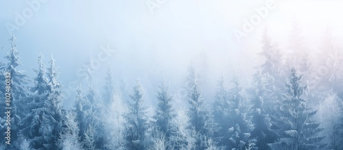 Frozen winter forest in the fog. Winter forest scenery panoramic view. Pine trees in the snow. Freezing weather in the woods. © Yana