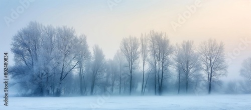 Frozen winter forest in the fog. Winter forest scenery panoramic view. Pine trees in the snow. Freezing weather in the woods.