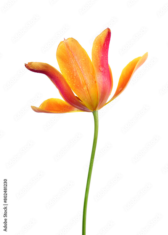 colorful tulip flower in drops of water isolated on white colorful tulip flower in drops of water isolated on white