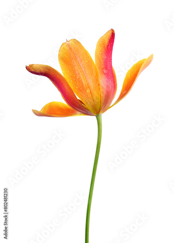 colorful tulip flower in drops of water isolated on white