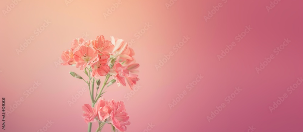 floral arrangement background floral arrangement background