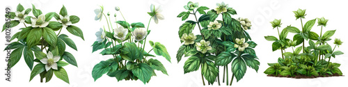 Mayapple Plants Hyperrealistic Highly Detailed Isolated On Transparent Background Png File photo