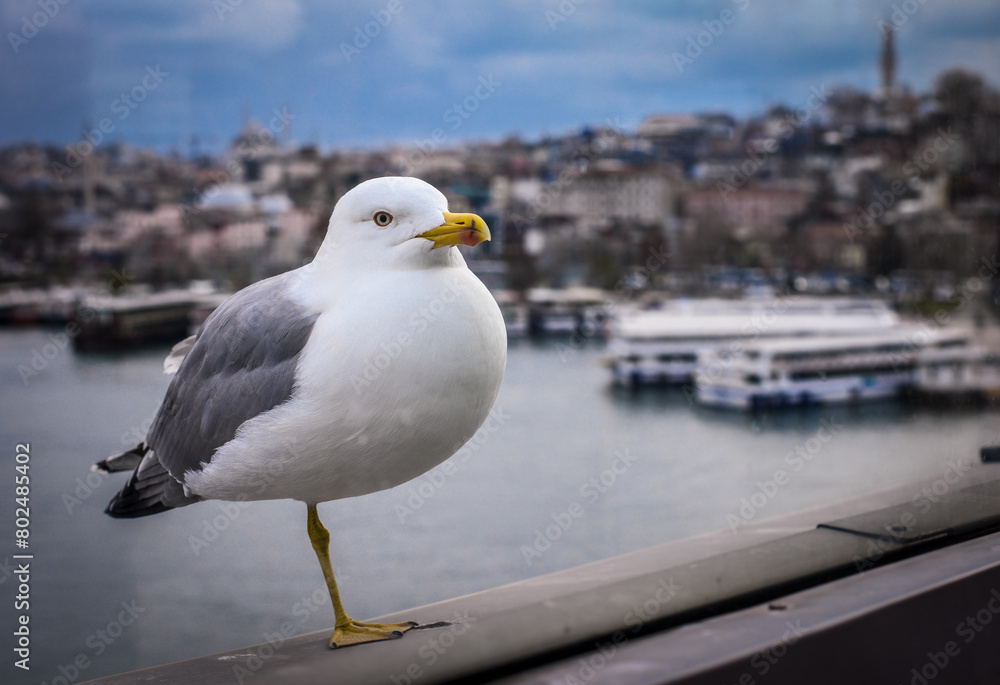 Obraz premium seagull on the pier