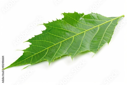 Fresh Neem Leaf Isolated on White Background for Natural Herbal Remedies and Macro Photography