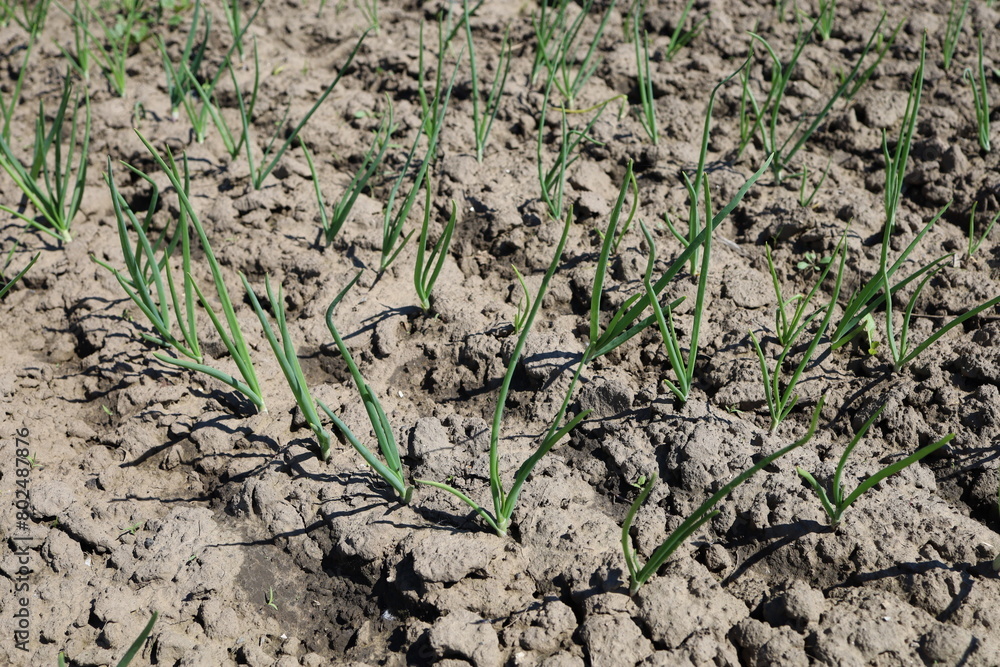 Rows of young shoots of green onions in the garden. Agriculture. Gardening. Rows of young shoots of green onions in the garden. Agriculture. Gardening.