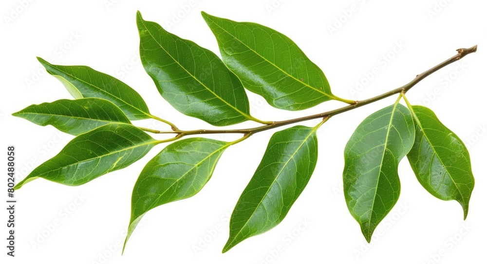 Fresh Camphor Branch with Green Leaves - Herbal Medicine Plant Isolated on White Background 