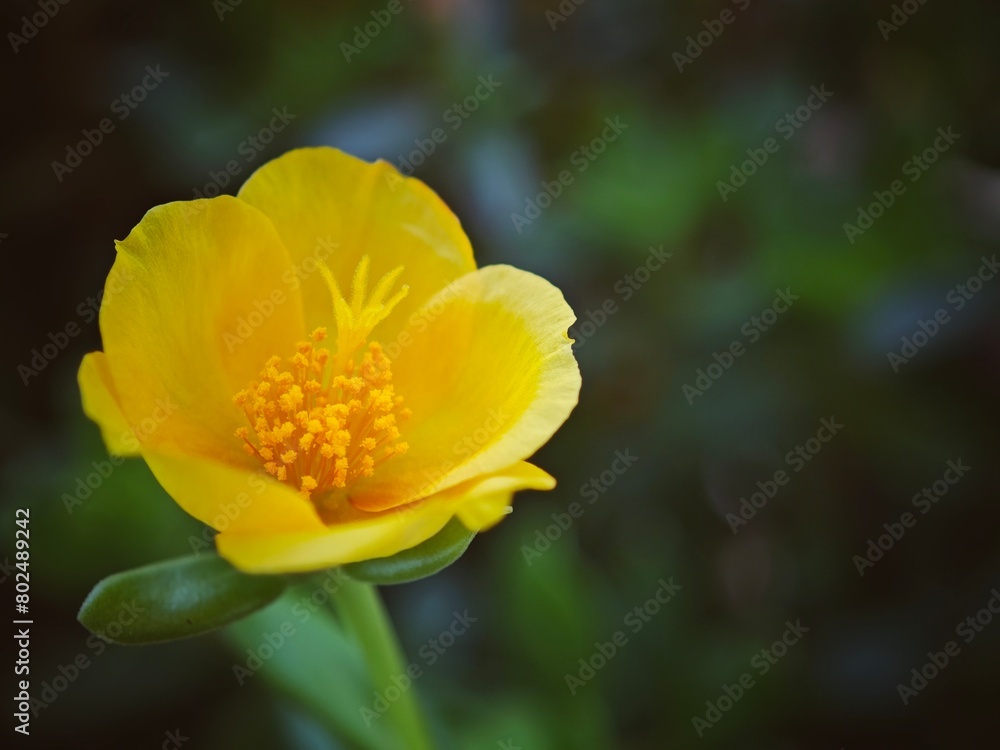 a yellow flower that has a very little flower in it a yellow flower that has a very little flower in it