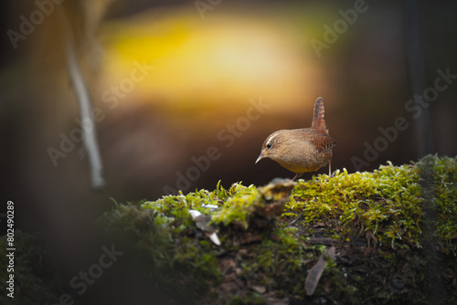 Wren