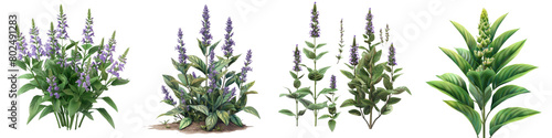 Leadplant Plants Hyperrealistic Highly Detailed Isolated On Transparent Background Png File