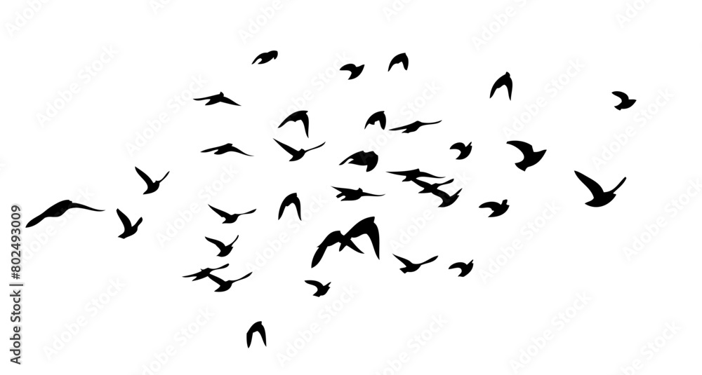 Flying birds silhouette flock. Not AI, Free birds abstraction . Vector illustration Flying birds silhouette flock. Not AI, Free birds abstraction . Vector illustration