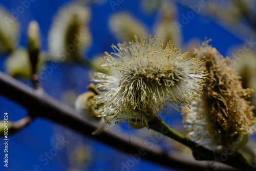 Goat willow or great sallow (Salix caprea) male catkin extreme close-up on a blurred background