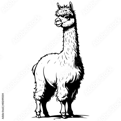 Alpaca standing sideways drawing, black silhouette animal vector, isolated animal
