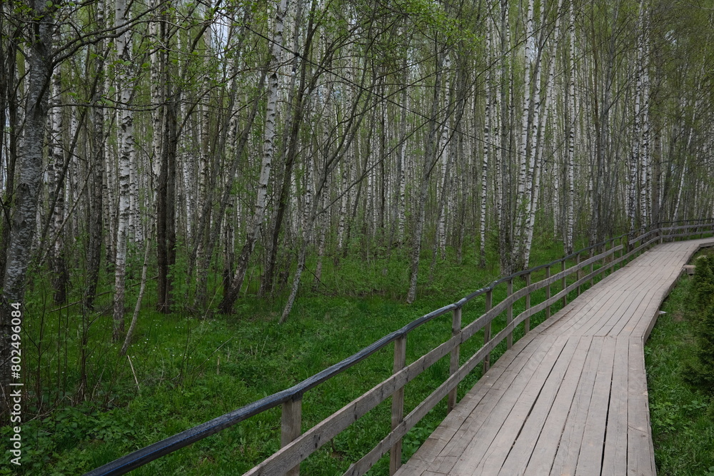 Obraz premium path in the woods